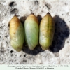 melanargia russiae azerbaijan pupa 0